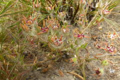 Drosanthemum hispifolium