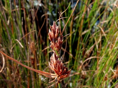 Schoenus graminifolius