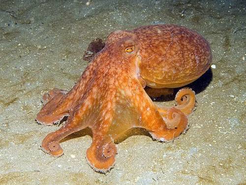 Curled Octopus (Eledone cirrhosa) · iNaturalist