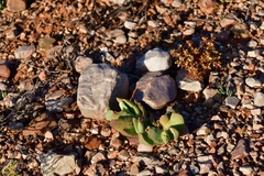 Glottiphyllum linguiforme