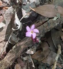 Voyria truncata