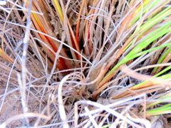 Schoenus graminifolius