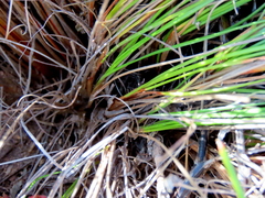 Schoenus graminifolius