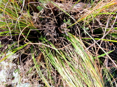 Schoenus graminifolius