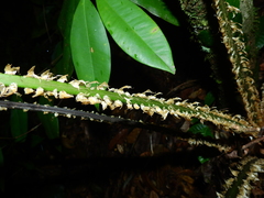 Cyathea andina