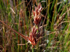 Schoenus graminifolius