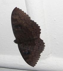 Erebus walkeri