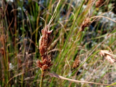Schoenus graminifolius