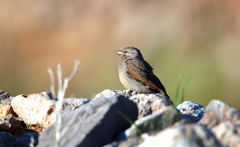 Emberiza striolata
