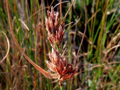 Schoenus graminifolius