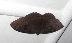 Erebus walkeri