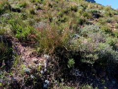 Schoenus graminifolius