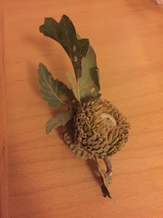 Quercus ithaburensis macrolepis