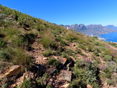 Schoenus graminifolius