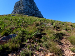 Schoenus graminifolius