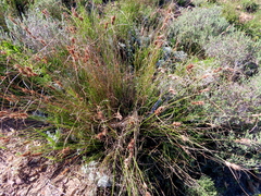Schoenus graminifolius
