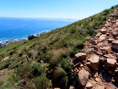 Schoenus graminifolius