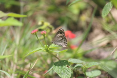 Ypthima baldus madrasa