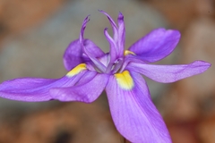 Moraea bipartita
