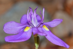 Moraea bipartita