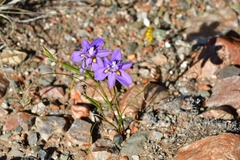 Moraea bipartita