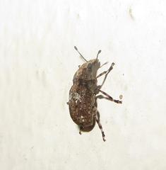 Anthribinae