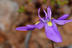 Moraea bipartita