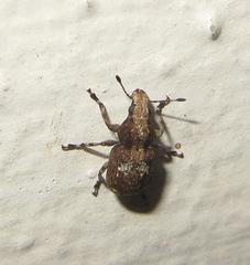 Anthribinae