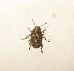 Anthribinae