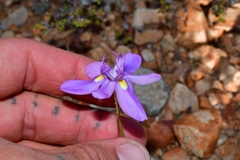 Moraea bipartita