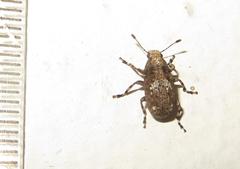 Anthribinae