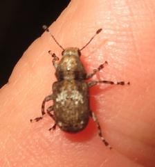 Anthribinae
