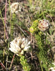 Aspalathus globulosa