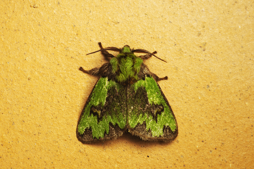Parasa macrodonta
