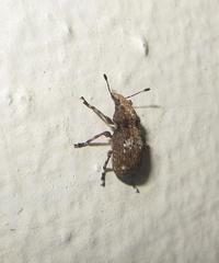 Anthribinae
