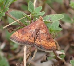Pyrausta rubricalis