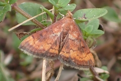 Pyrausta rubricalis