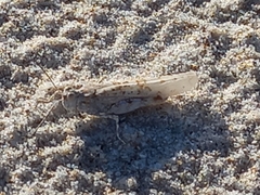 Sphingonotus lusitanicus