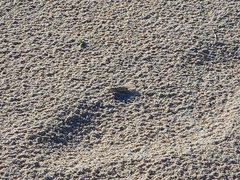 Sphingonotus lusitanicus