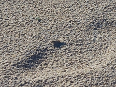 Sphingonotus lusitanicus