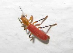 Aphelochroa sanguinalis