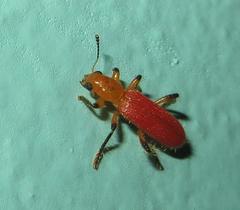 Aphelochroa sanguinalis
