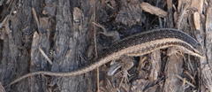 Trachylepis spilogaster