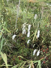Sanguisorba parviflora
