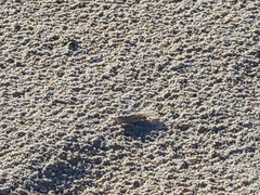 Sphingonotus lusitanicus