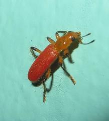 Aphelochroa sanguinalis