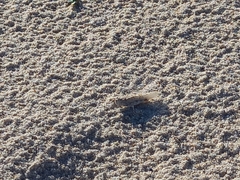 Sphingonotus lusitanicus