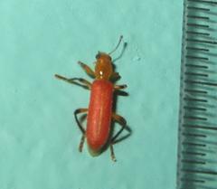 Aphelochroa sanguinalis