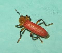 Aphelochroa sanguinalis