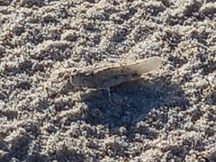 Sphingonotus lusitanicus